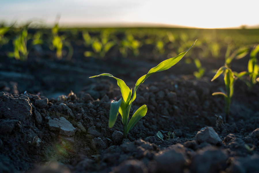 AGRICULTURE